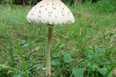 cimg2854