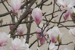 dscn5757