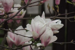 dscn5758 dscn5758