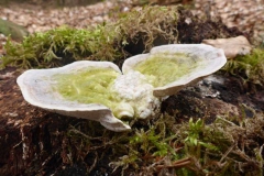 p1010446