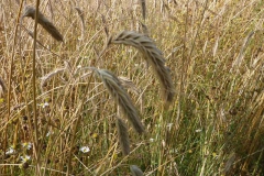 p1020113