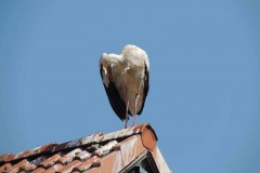 dscn5361