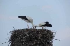 dscn5367
