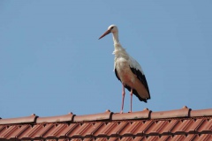dscn5368