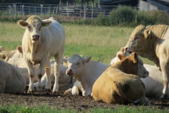 img_1252