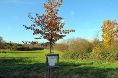 IMG_0019