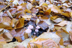 IMG_0054