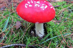 IMG_0059