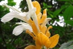 img_1049_copy