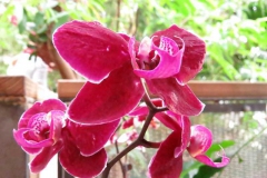 img_1063_copy