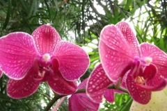 img_1079_copy