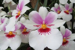img_1126_copy img_1126_copy