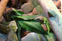 img_8180_copy img_8180_copy