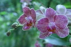 img_8255_copy