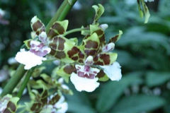 img_8316_copy
