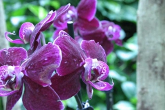 img_8338_copy