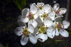 042219ag