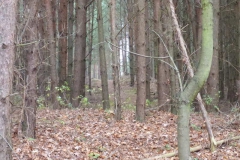 p1000162