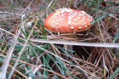 p1000187