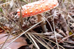 p1000192