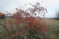 PB070005