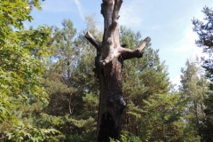 dscn3519