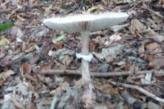 p1010019