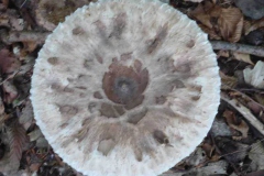 p1010020