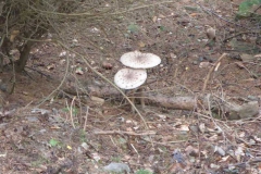 p1010153