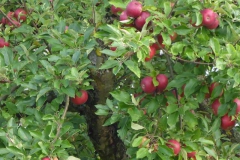 p1000930