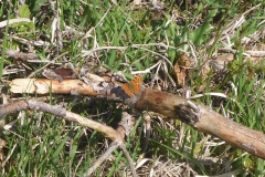 p1020781