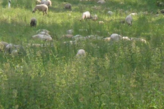 p1020050