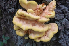 p1020929