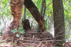img_0223