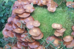 p1030117