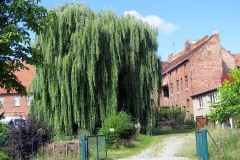 IMG_0011