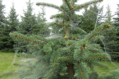 spinnenweben spinnenweben