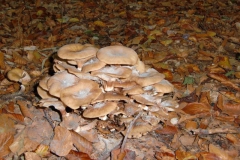 cimg1782_800x600
