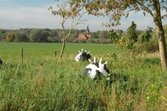 cimg1804_800x600