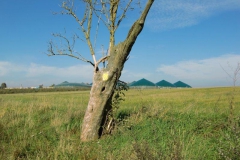 cimg1809_800x600