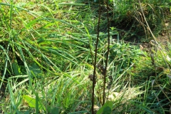 cimg1852_800x600