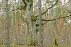 dscn4117