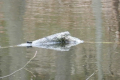 dscn4136