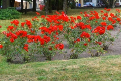 polentour40_
