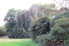 IMG_0004