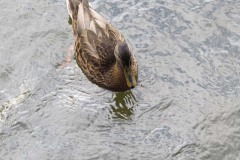 IMG_0006