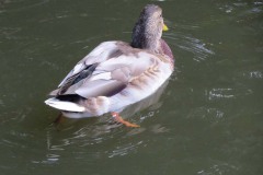 IMG_0007