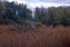 P1000138