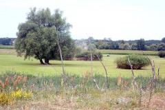 P7250024