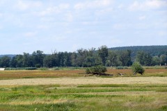 IMG_0042